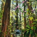 Springtime in the Redwoods print